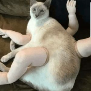 Meet your Posher, Trey